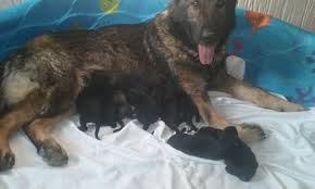 Sable, and black and tan. German Shepherd Dog Puppy For Sale In Kingsport Tn Adn 29425 On Puppyfinder Com Gender German Shepherd Puppies German Shepherd Dogs German Shepherd For Sale