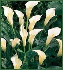 Mar 21, 2021 · librivox about. Fiore Calla Piante Appartamento Fiore Calla