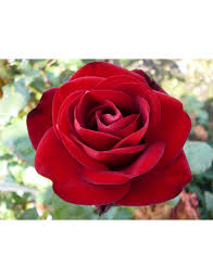 Aber es sind auch schon viele verblüht und verwandeln sich in hagebutten. Rosen Tantau Edelrose Rosa X Hybrida Marlene Blute Rot Gefullt Hagebau De