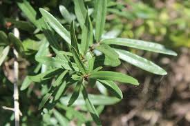 Image result for Hyperacanthus microphyllus