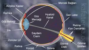 Gorme Olayi Nasil Gerceklesir