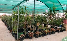 With a neatly trimmed lawn and a colorful garden, enjoy your home even more and the type of work will ultimately determine the gardeners cost. Plant Nurseries In Abu Dhabi Green Mountain Dawn Garden More Mybayut