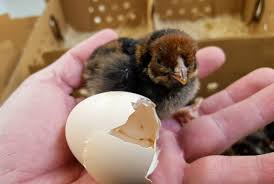 Whether you are interested in starting your own small flock of pet chickens, or you are just ready to add a few new members to an. Black Laced Red Wyandotte Chicks For Sale Cackle Hatchery