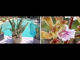 Image result for Eulophia petersii