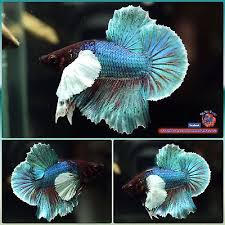 Live Betta Fish Male Turquoise Dumbo Halfmoon Plakat Hmpk 2911 Betta Fish Betta Fish