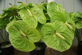 Green Anthurium Flowers Tonos De Verde Verde Flores Hawaianas
