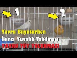Kanarya Cifti Ikinci Yuvalik Takilmasi Ve Yavru Tuy Yolunma Problemine Cozum Youtube 2020 Tuy Youtube