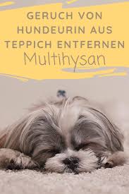 100 gramm natron je quadratmeter (beispielsweise natronfee feenkristalle) staubsauger. Geruch Von Hundeurin Aus Teppich Entfernen Pets Snoring Solutions Pet News