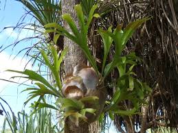 Image result for parožnatka Platycerium