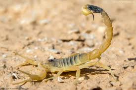 Desert Animals List With Pictures Amazing Facts