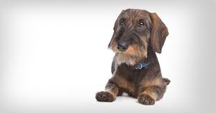 Image result for jezevčík drsnosrstý