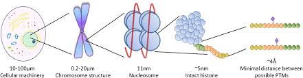 This video explains in detail about the post transcriptional modifications on histone proteins, epigenetics, methylation, phosphorylation, acetylation. Proteomics In Chromatin Biology And Epigenetics Elucidation Of Post Translational Modifications Of Histone Proteins By Mass Spectrometry Semantic Scholar