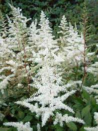 Astilbe Japonica Ellie White Flower Shade White Gardens Shade Plants Astilbe