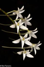 Image result for Mystacidium venosum