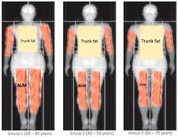 Image result for Body Composition Changes with Aging