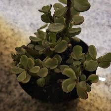Image result for Portulacaria
