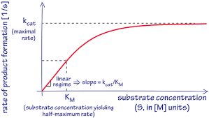 How many reactions do enzymes carry out each second?