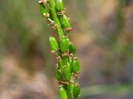 Image result for Juncaginaceae