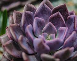 Echeveria elegans is a popular succulent that forms compact. How To Grow Echeveria