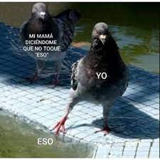 Mi mamá diciéndome que no toque eso jajaja | Chistes graciosos de animales,  Memes español graciosos, Meme divertido