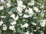 Fragrant flowering trees in texas. Baumschule Horstmann