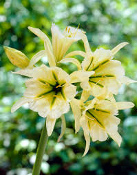 Image result for Ismene narcissiflora