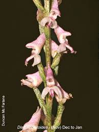 Image result for Disa baurii