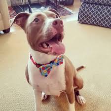 Ask us about our barking parking services while in the obx. Meet The Winners Of The Mutt Madness Photo Contest The Coastland Times The Coastland Times