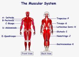 Within this group of back muscles you will find the latissimus dorsi, the trapezius, levator scapulae and the rhomboids. Clip Art System Science Pinterest Muscle Labelled Muscles Gcse Pe Free Transparent Clipart Clipartkey