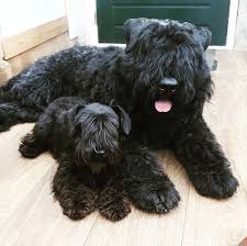 Bouffier ist der familienname folgender personen:. 72 Bouvier Ideas Bouviers Des Flandres Dog Breeds Dogs