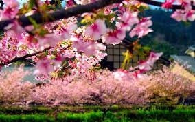 Spring Flower In Japan Japanese Nature Scenery Photos Spring In Japan