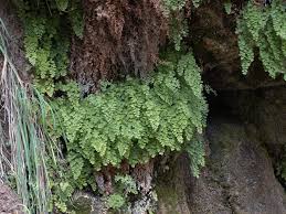 Image result for Adiantum capillus-veneris