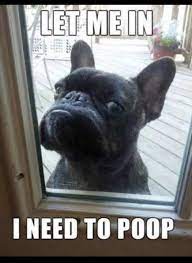 9 Funniest French Bulldog Memes What The Frenchie Bulldog Funny French Bulldog Funny Funny Animal Pictures