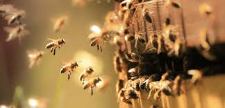 So this is a second option, many people don't know about. Las Vegas Bee Removal Tips Fischer S Pest Control