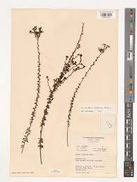 Image result for Jamesbrittenia albobadia