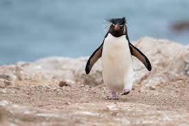 Download Penguin Wallpaper