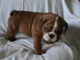Why english bulldogs need rescuing. Akc English Bulldog Puppies Brindle 8 Weeks Old All Shots For Sale In Houston Texas Classified Americanlisted Com