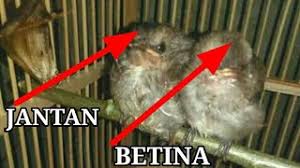 Salam kicau mania dan burung mania, untuk kali ini saya akan kembali membahas tentang burung branangan, lebih tepatnya cara terjitu membedakan branjangan jantan dan betina. Akurat Cara Membedakan Burung Trucuk Trocok Jantan Dan Betina
