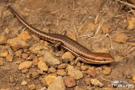 Image result for Trachypogon chevalieri