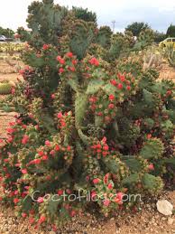 Pagesbusinessesshopping & retailhome & garden storenurseries & gardening storececicactusvideosamo mi cactus. Que Le Pasa A Mi Cactus Cactofilos