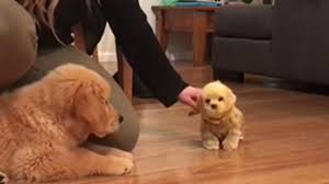 Come and see for yourself where our puppies are raised. Golden Retriever Puppy Is Totally Jealous Of Toy Dog