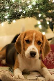 Black And Brown Beagle Puppy Christmas Gift Beagle Puppy Beagle Dog Cute Beagles