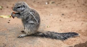 They are found in the sonoran desert, and from southern nevada, utah, colorado, oklahoma, and south through arizona, new mexico and into mexico. How To Get Rid Of Ground Squirrels Terminix