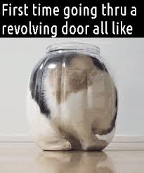 See more ideas about sissy captions, sissy, tg captions. Lolcats Door Lol At Funny Cat Memes Funny Cat Pictures With Words On Them Lol Cat Memes Funny Cats Funny Cat Pictures With Words On