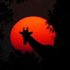 50 Nature Poems For Kids Fun Poetry About The Outdoors