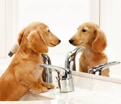 White glass kitchen sinks ukc dog show. Close Up Of Dachshund Standing In Sink Looking In Mirror Kimballstock