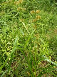 Image result for Rhynchospora corymbosa