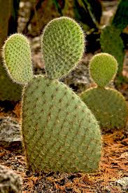 Image result for Opuntia