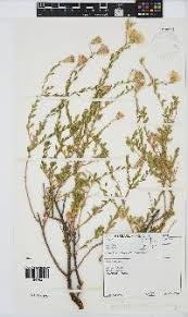 Image result for Pegolettia retrofracta