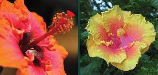 Image result for Hibiscus platycalyx